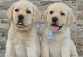 Labrador retriver štenci, prelepi