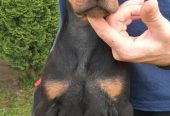 Doberman