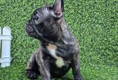 Francuski buldog