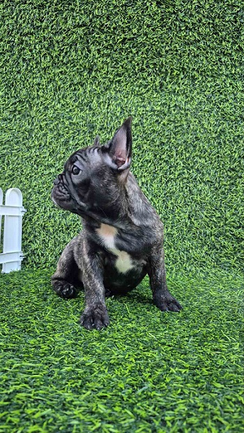 Francuski buldog