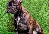 FRANCUSKI BULDOG – žensko štene