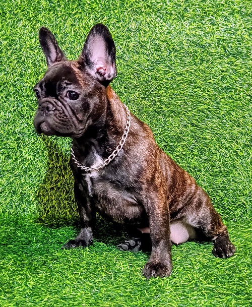 FRANCUSKI BULDOG – žensko štene