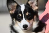 Velski korgi/Welsh Corgi Pembroke