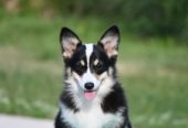 Velski korgi/Welsh Corgi Pembroke