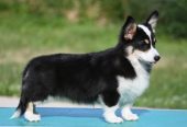 Velski korgi/Welsh Corgi Pembroke