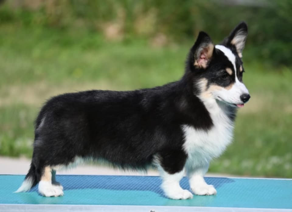 Velski korgi/Welsh Corgi Pembroke