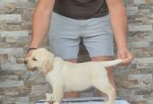 Labrador retriver štenci, prelepi