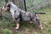 American bully pocket mužjak i ženka na prodaju