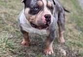 American bully pocket mužjak i ženka na prodaju