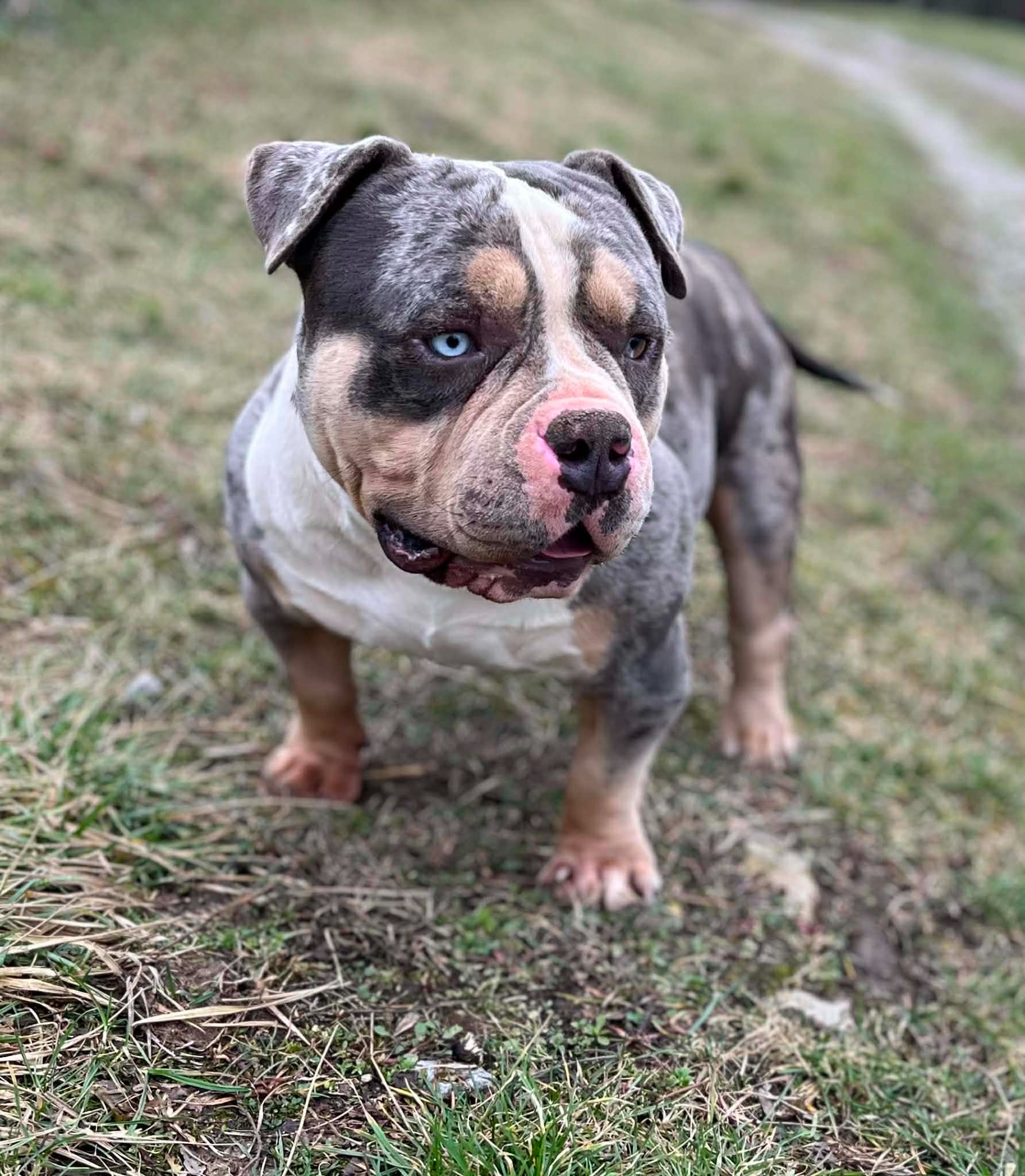 American bully pocket mužjak i ženka na prodaju