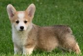 Velski korgi/Welsh Corgi Pembroke