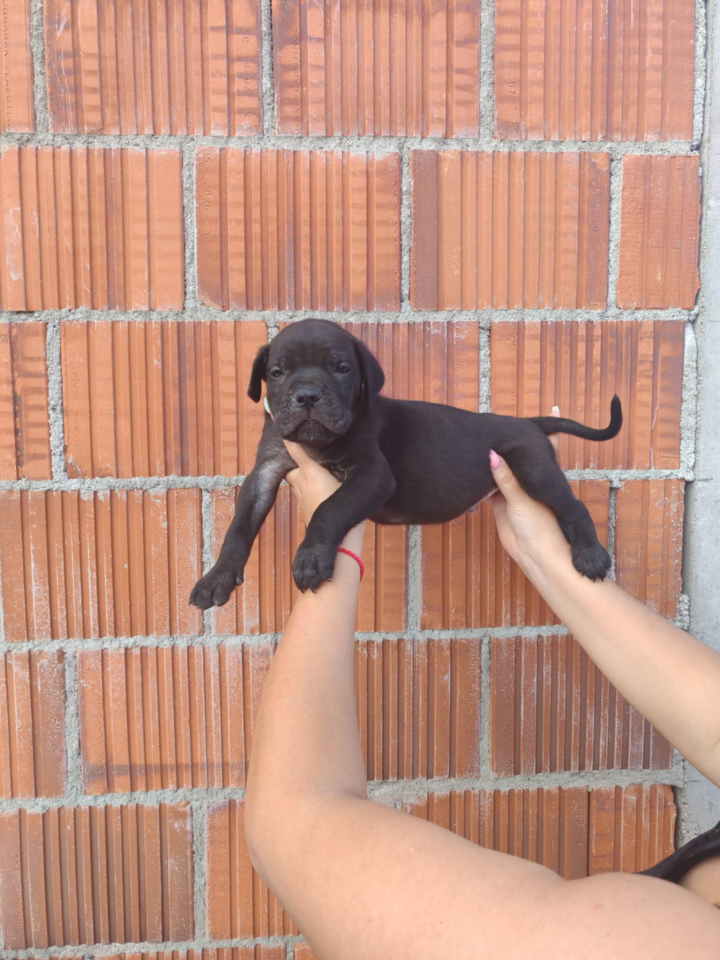 Cane Corso štenci šampionskog porekla!