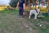 Cane Corso štenci šampionskog porekla!