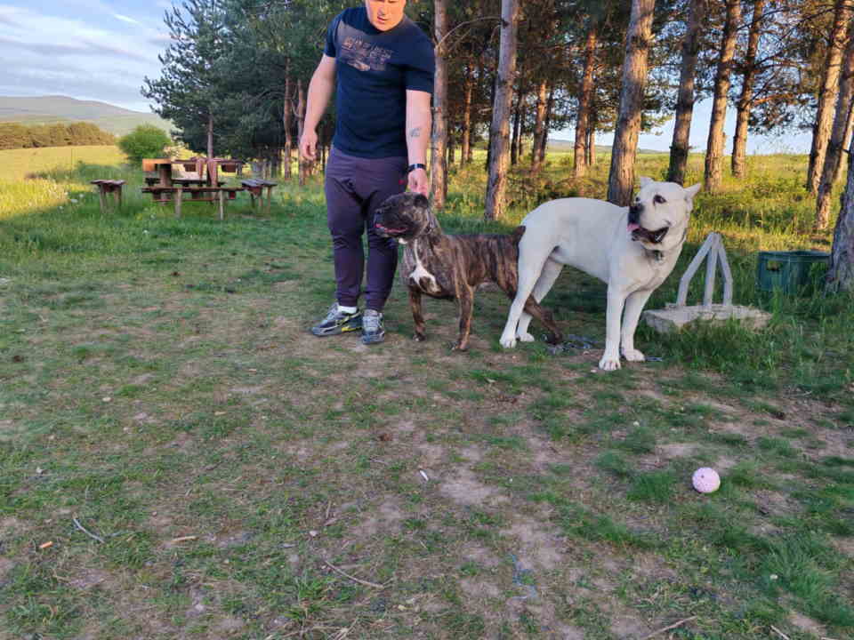 Cane Corso štenci šampionskog porekla!