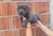 Cane Corso štenci šampionskog porekla!