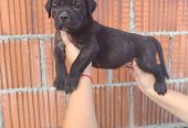 Cane Corso štenci šampionskog porekla!