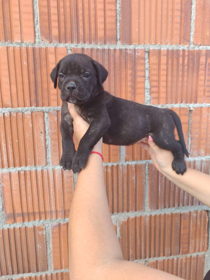 Cane Corso štenci šampionskog porekla!