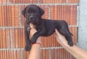 Cane Corso štenci šampionskog porekla!