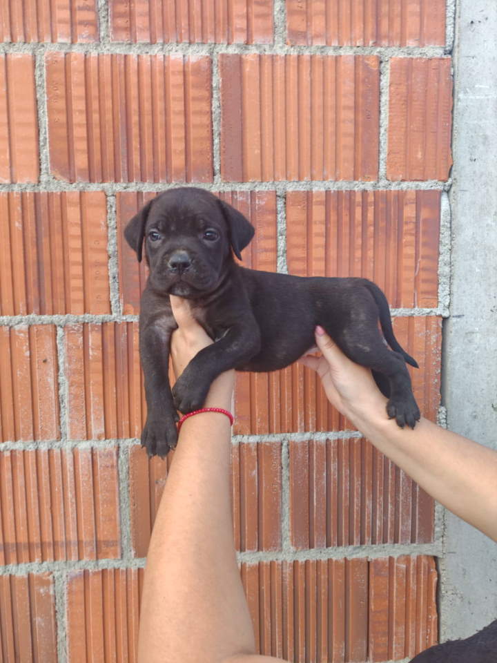 Cane Corso štenci šampionskog porekla!