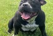 American bully pocket mužjak i ženka na prodaju