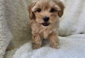 Maltipoo stenci spremni su za preuzimanje