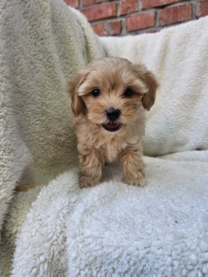 Maltipoo stenci spremni su za preuzimanje