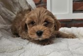 Maltipoo stenci spremni su za preuzimanje