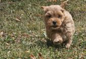 Maltipoo stenci spremni su za preuzimanje