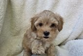 Maltipoo stenci spremni su za preuzimanje