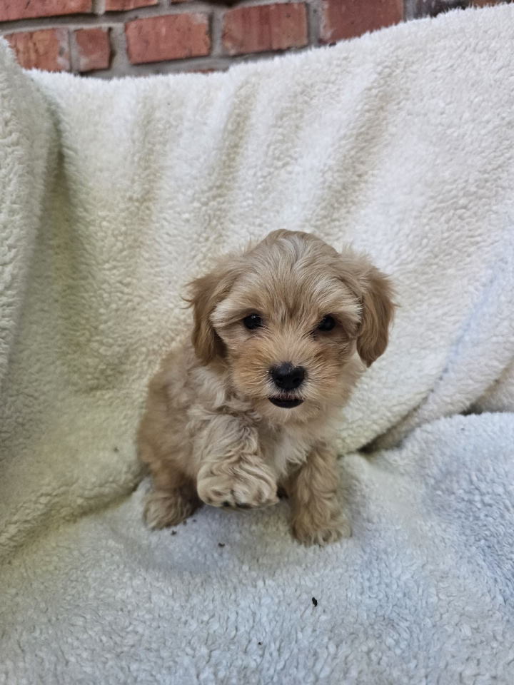 Maltipoo stenci spremni su za preuzimanje