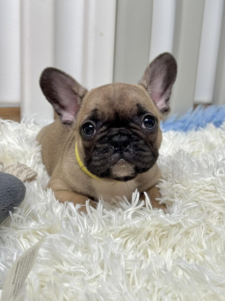 Francuski Buldog štenci