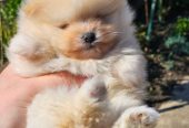 Najlepsi Pomeranci Boo samo u Pom_Hash_Starsu