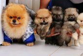Najlepsi Pomeranci Boo samo u Pom_Hash_Starsu