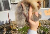 Najlepsi Pomeranci Boo samo u Pom_Hash_Starsu