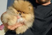 Najlepsi Pomeranci Boo samo u Pom_Hash_Starsu