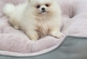 Teddy bear pomeranci, dve sestre