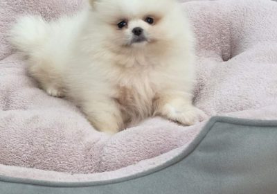 boki1