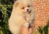 Teddy bear pomeranci, dve sestre