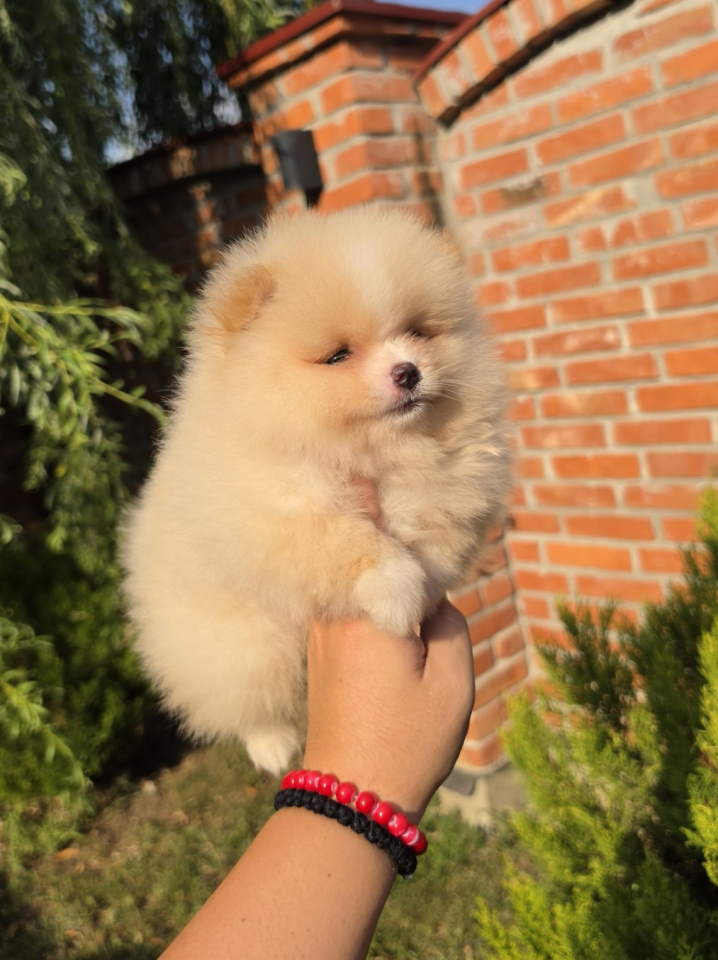 Teddy bear pomeranci, dve sestre