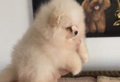 Teddy bear pomeranci, dve sestre