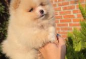 Teddy bear pomeranci, dve sestre