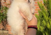 Teddy bear pomeranci, dve sestre