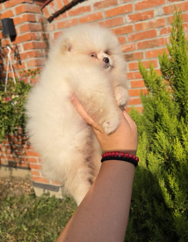 Teddy bear pomeranci, dve sestre