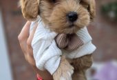 Maltipoo bebe
