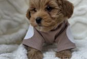 Maltipoo bebe