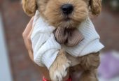 Maltipoo bebe