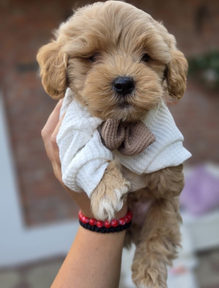 Maltipoo bebe