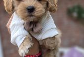 Maltipoo bebe
