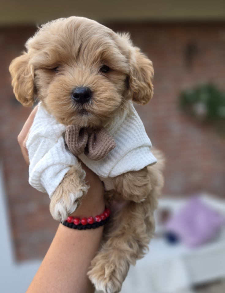Maltipoo bebe