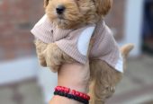 Maltipoo bebe